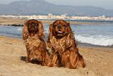 CAVALIER KING CHARLES & KING CHARLES 029